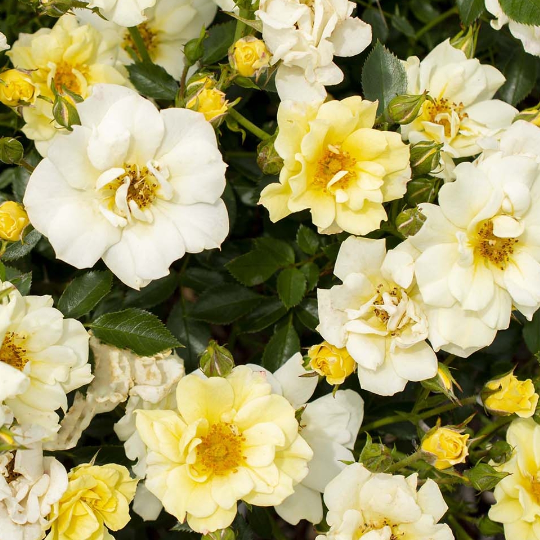 Lemon Drift Rose flower cluster