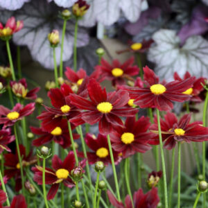 Lil Bang Red Elf Coreopsis