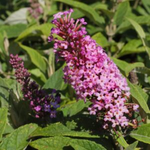 Li'l Taffy Butterfly Bush