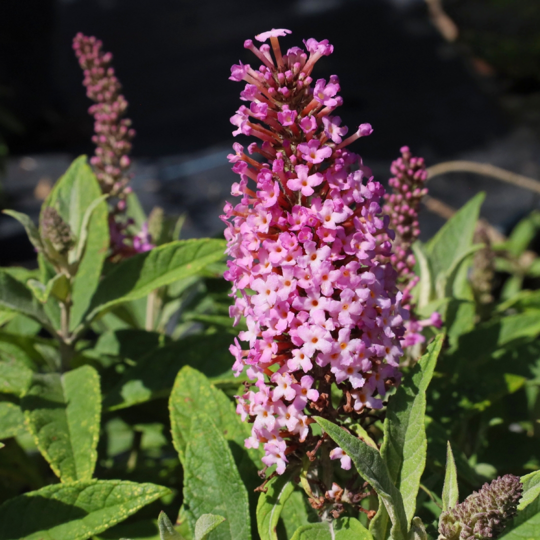 Lil Taffy Butterfly Bush pink flowers