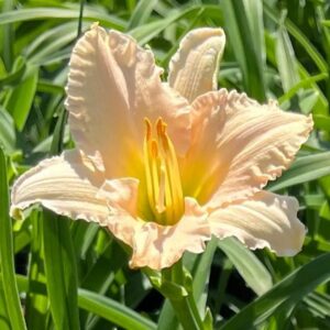 Lullaby Baby Daylily