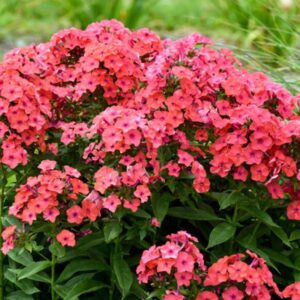 Luminary Sunset Coral Garden Phlox