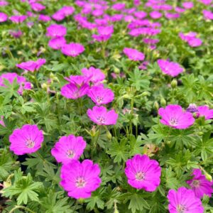 Max Frei Geranium