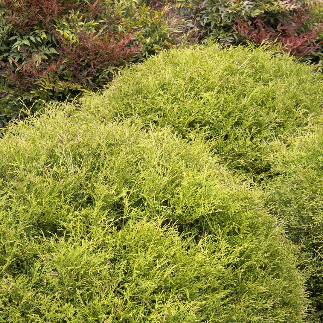 Mr. Bowling Ball Arborvitae shrubs in landscape