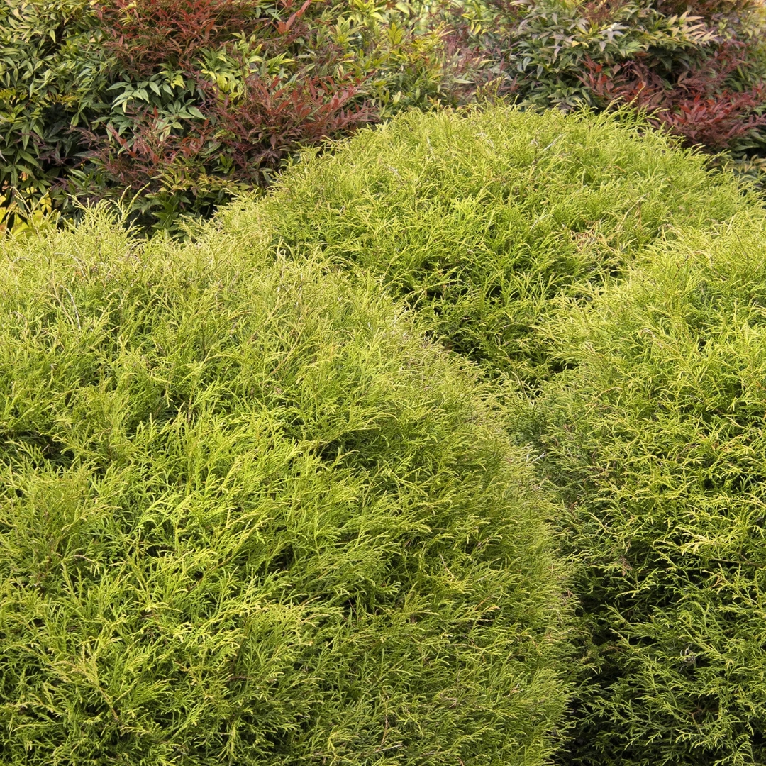 Mr. Bowling Ball Arborvitae shrubs in landscape
