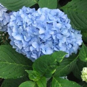 Nantucket Blue Hydrangea