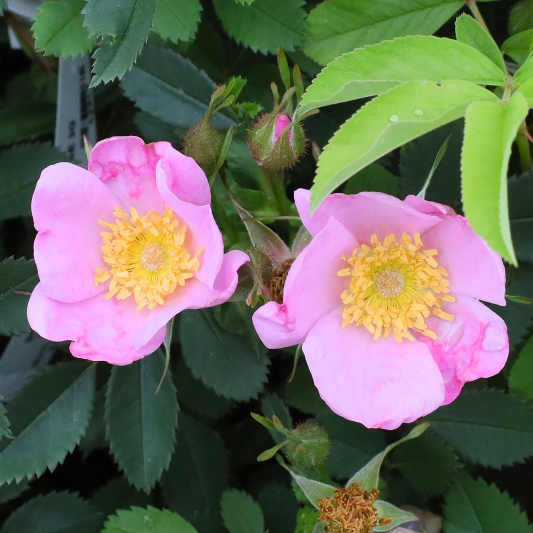 Swamp Rose