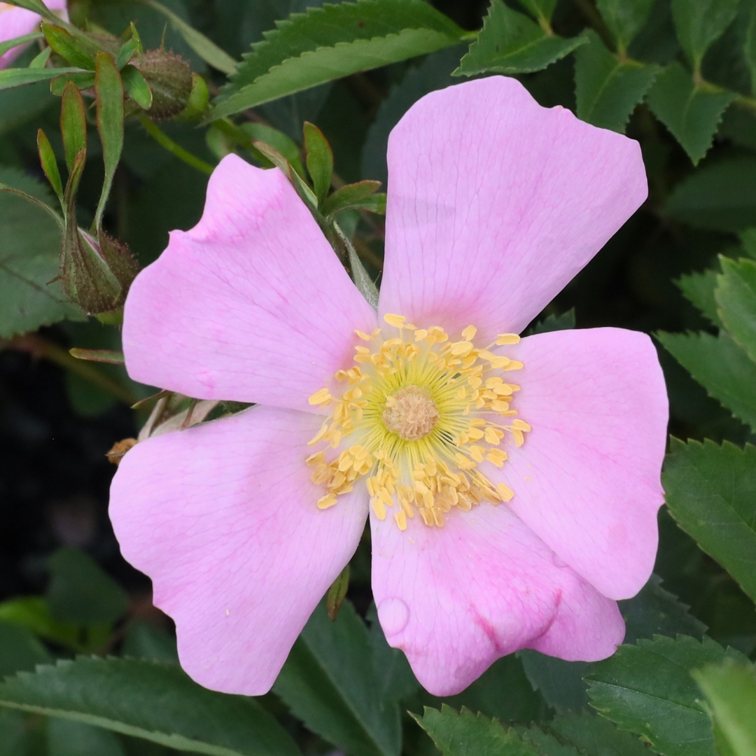 Native Swamp Rose flower