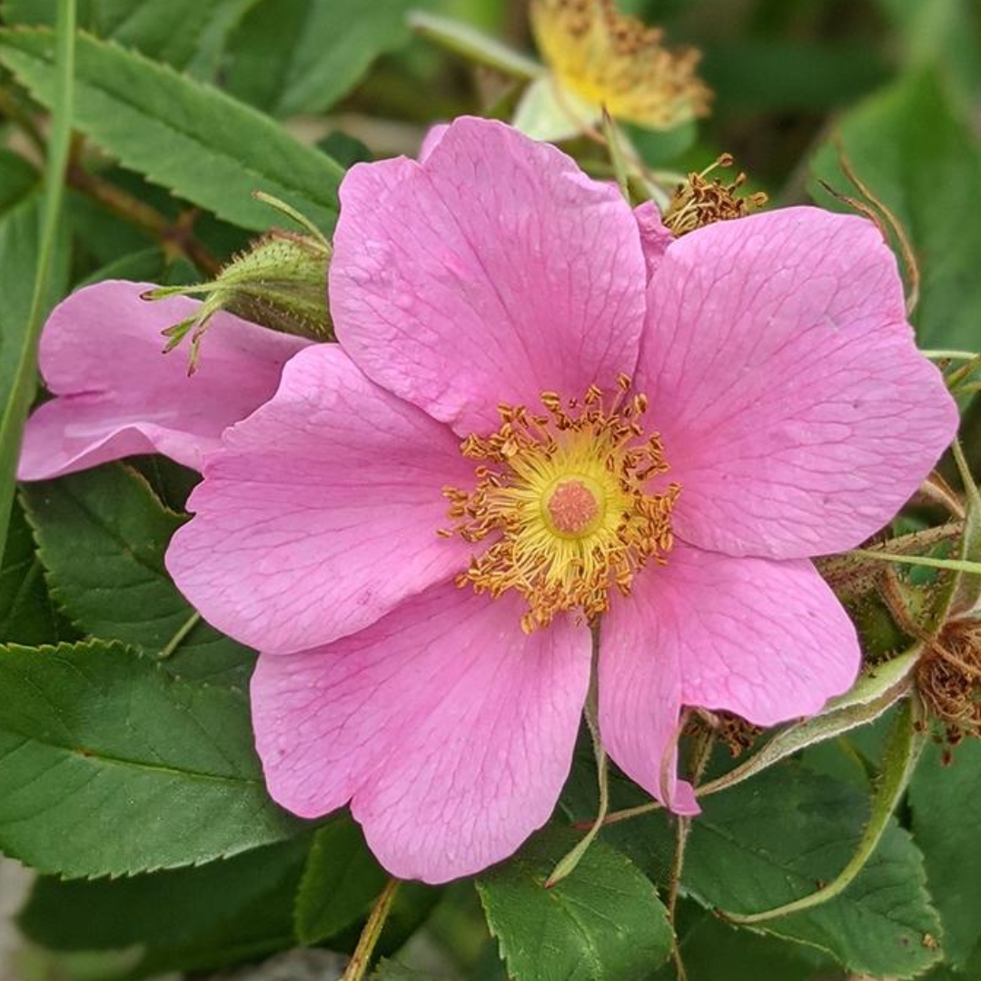 Native Swamp Rose pink flower