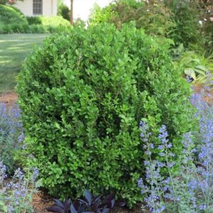 NewGen Freedom Boxwood