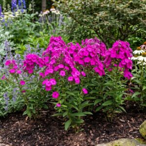 Nicky Garden Phlox