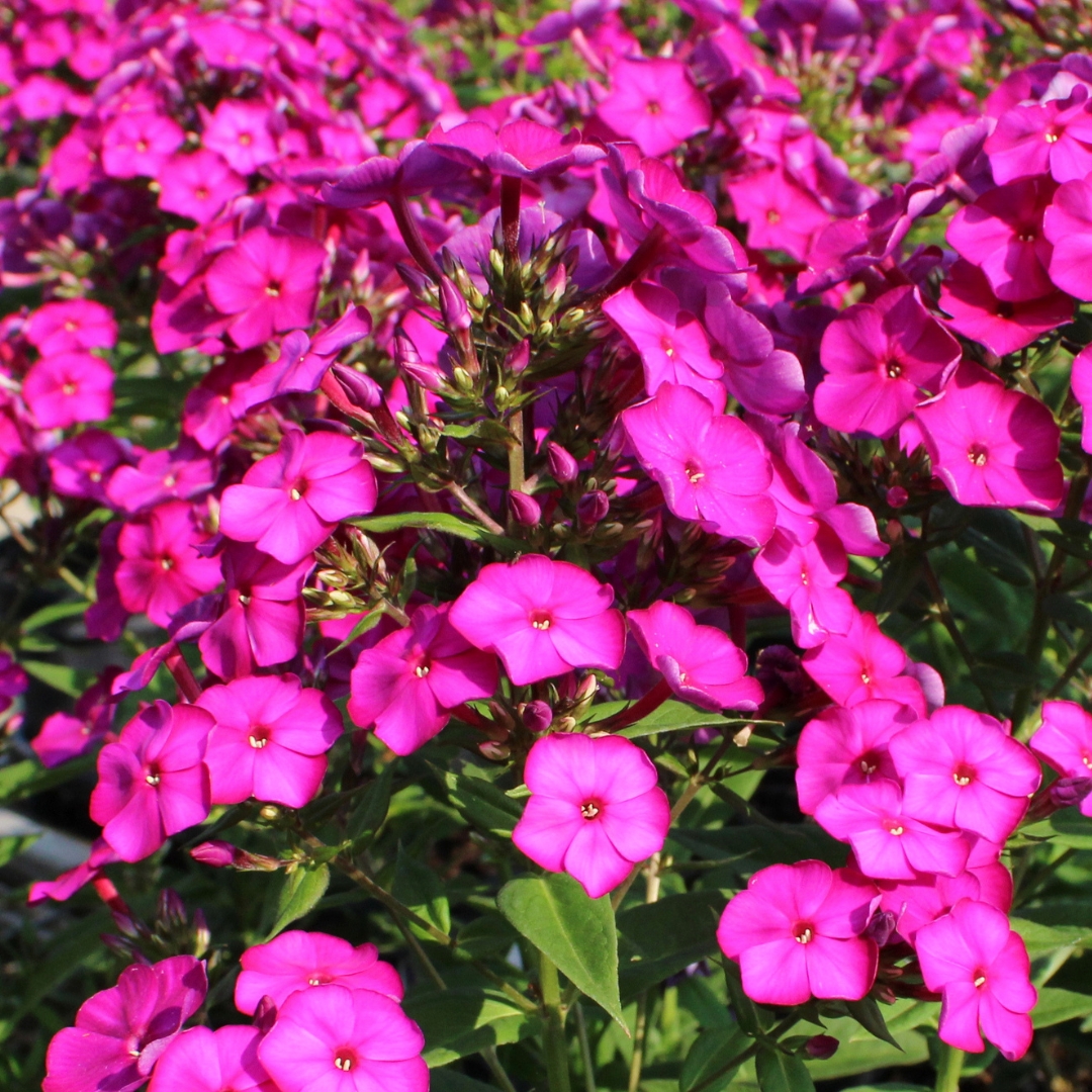 Nicky Garden Phlox flowers