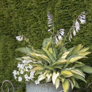 Paul's Glory Hosta