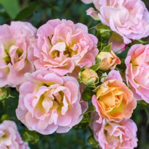 Peach Drift Rose