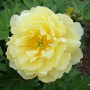 Pineapple Fizz Itoh Peony