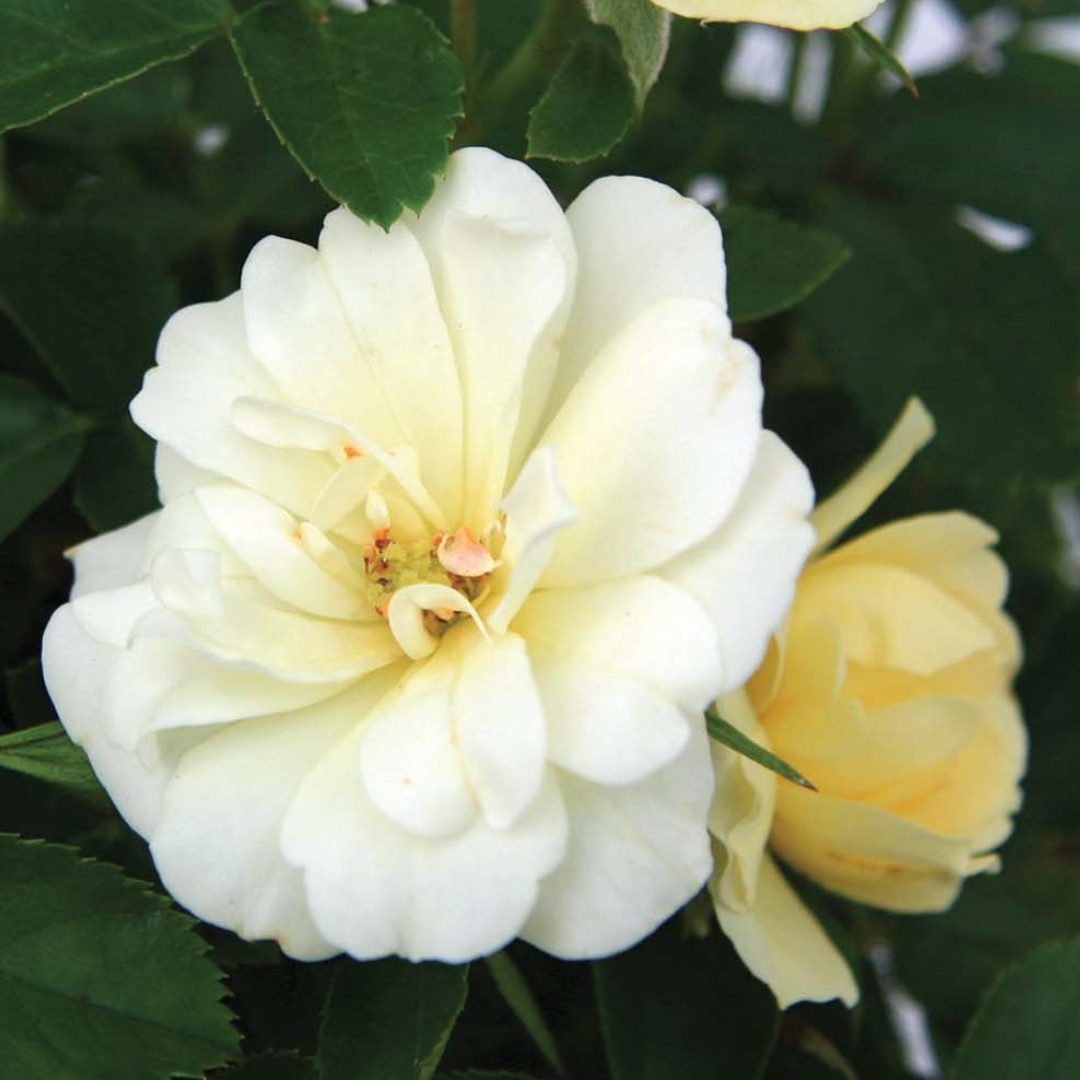 Popcorn Drift Rose