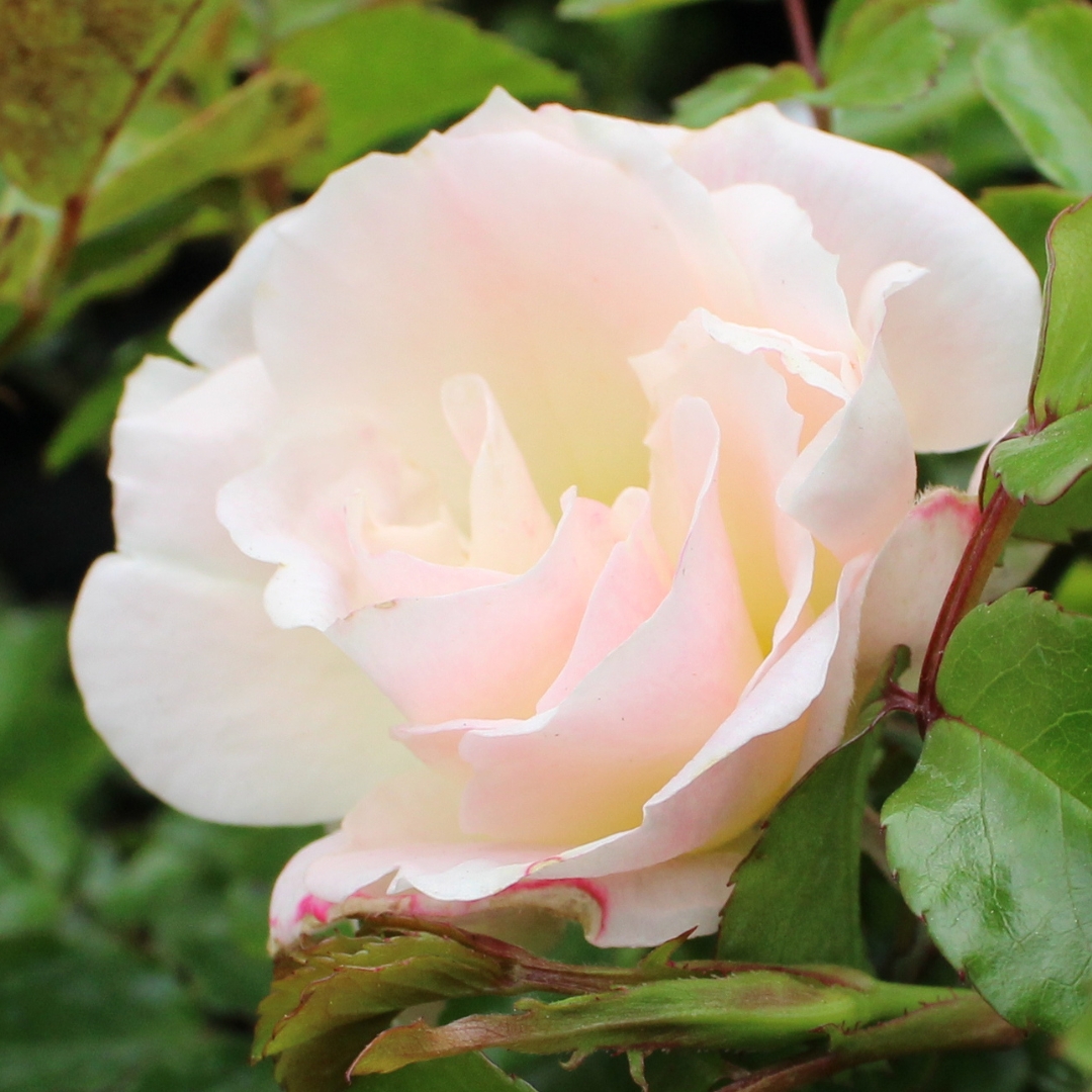 Popcorn Drift Rose flower