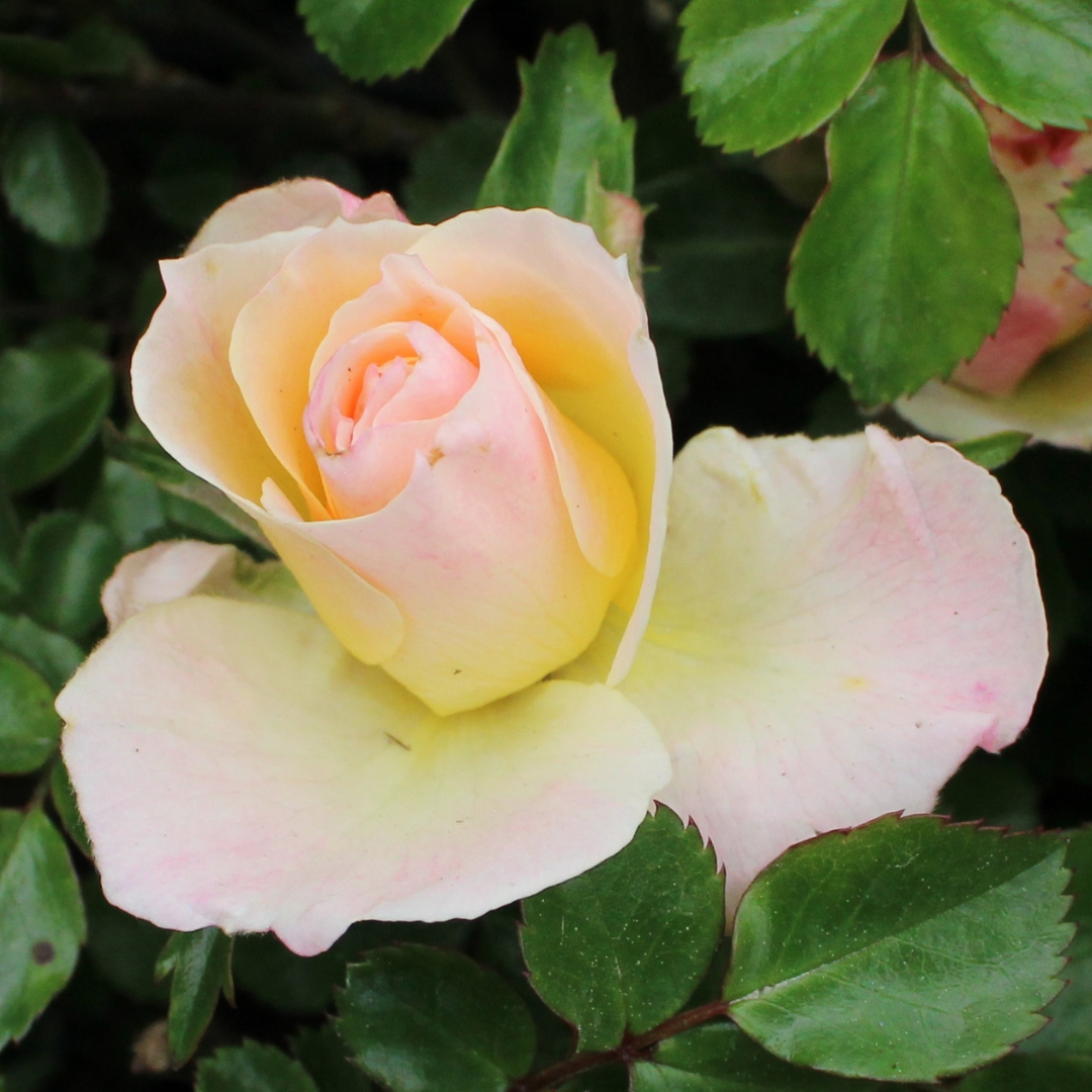 Popcorn Drift Rose opening up