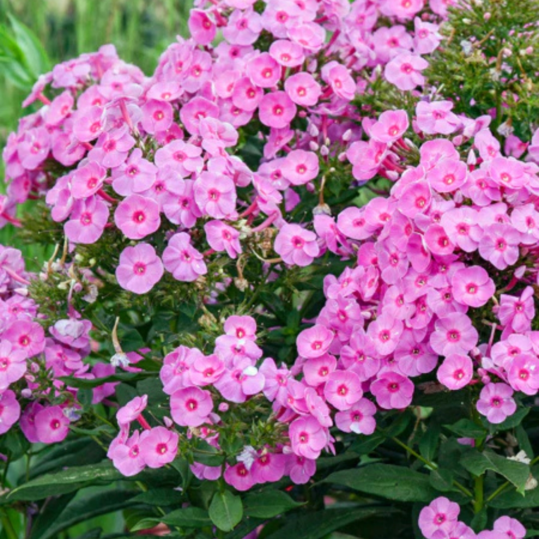 Prismatic Pink Garden Phlox in garden