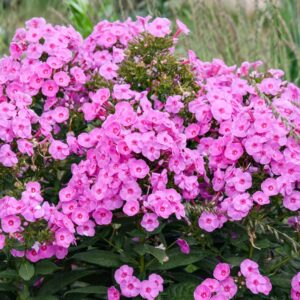 Prismatic Pink Garden Phlox