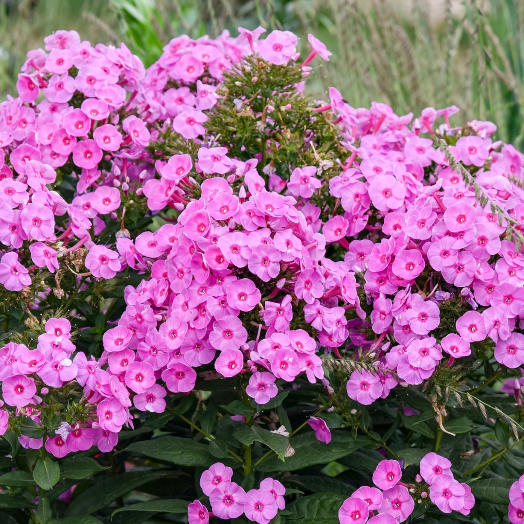 Prismatic Pink Garden Phlox in garden