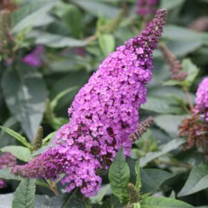 Pugster Periwinkle Butterfly Bush