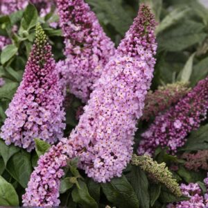Pugster Pink Butterfly Bush