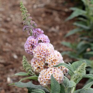 Pugster Sorbet Butterfly Bush