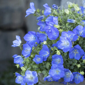 Rapido Blue Bellflower