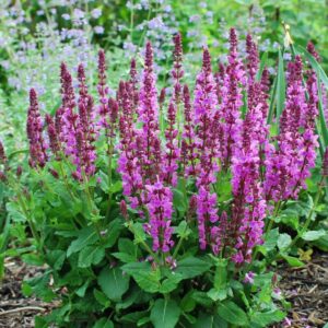 Rose Marvel Meadow Sage
