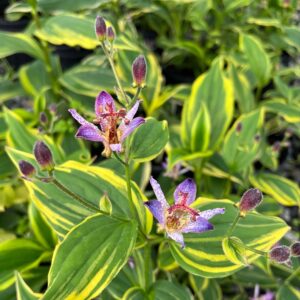Samurai Toad Lily