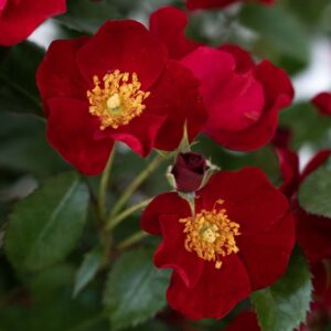 Scarlet Drift Rose