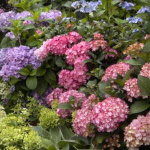 Seaside Serenade Hamptons Hydrangea