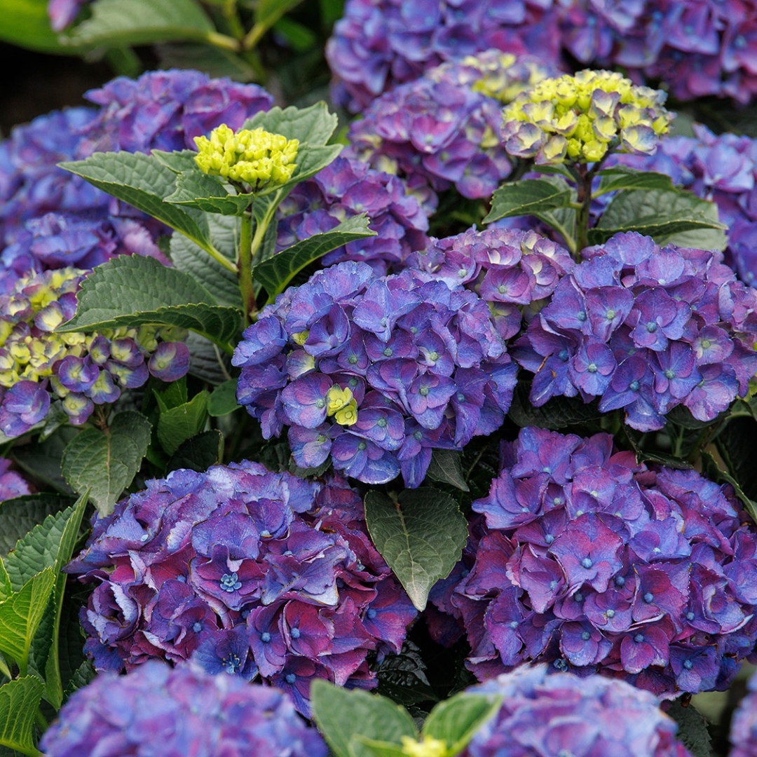 Seaside Serenade Newport Hydrangea new bloom flower cluster