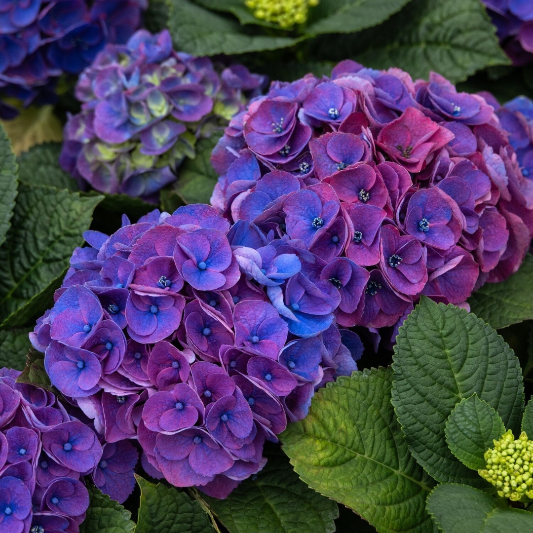 Seaside Serenade Newport Hydrangea blooms up close