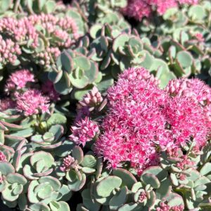 Siebold's Stonecrop