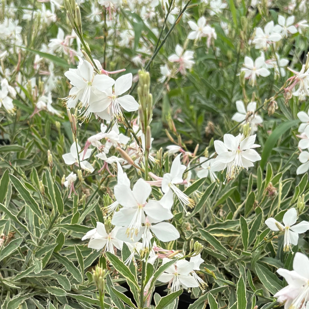 Silver Fountain Wand Flowers in bloom