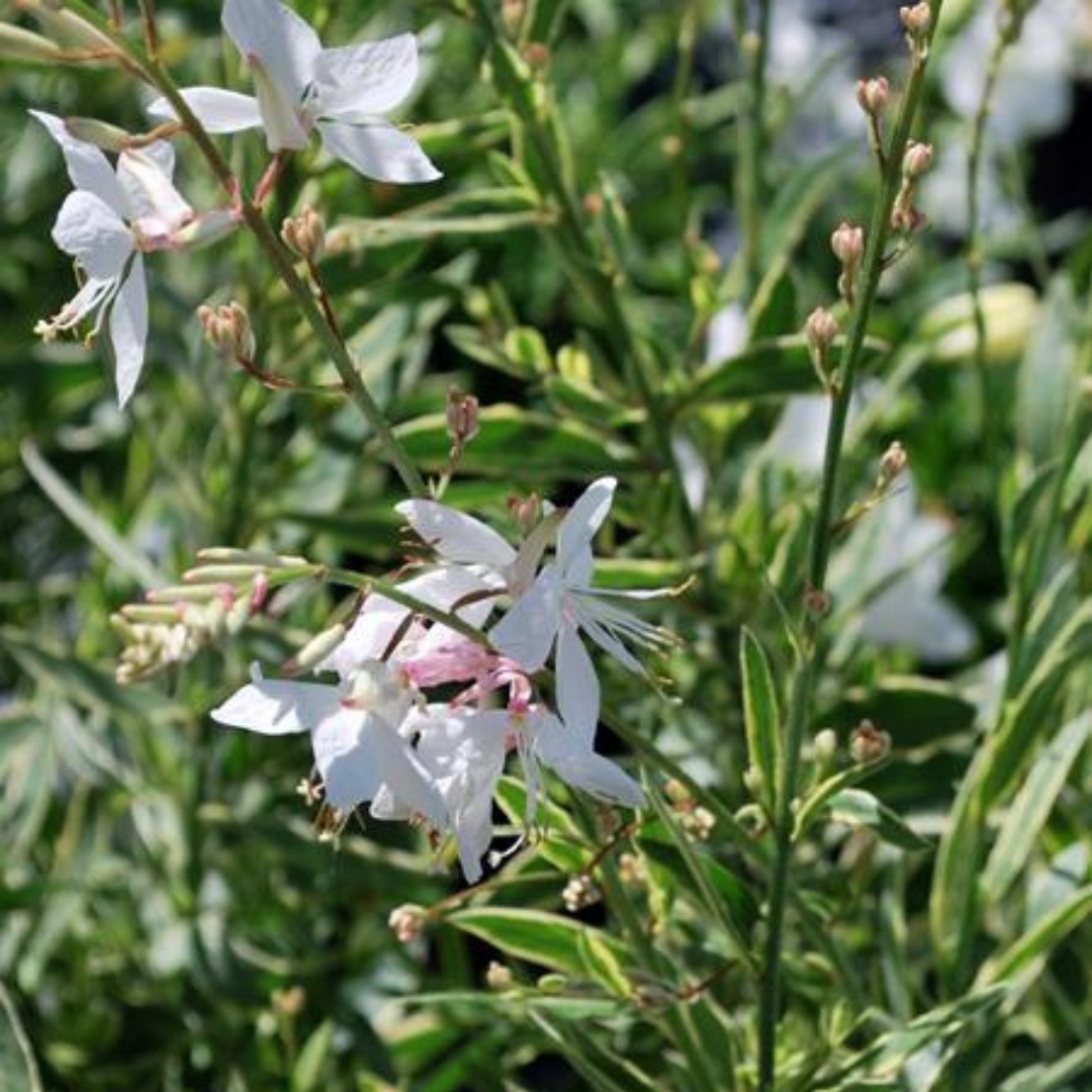 Silver Fountain Wand Flower close up