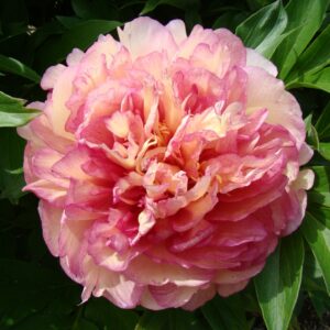 Simply Scrumptious Itoh Peony