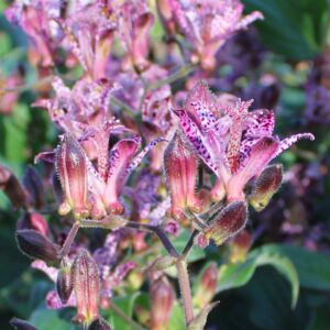 Sinonome Toad Lily