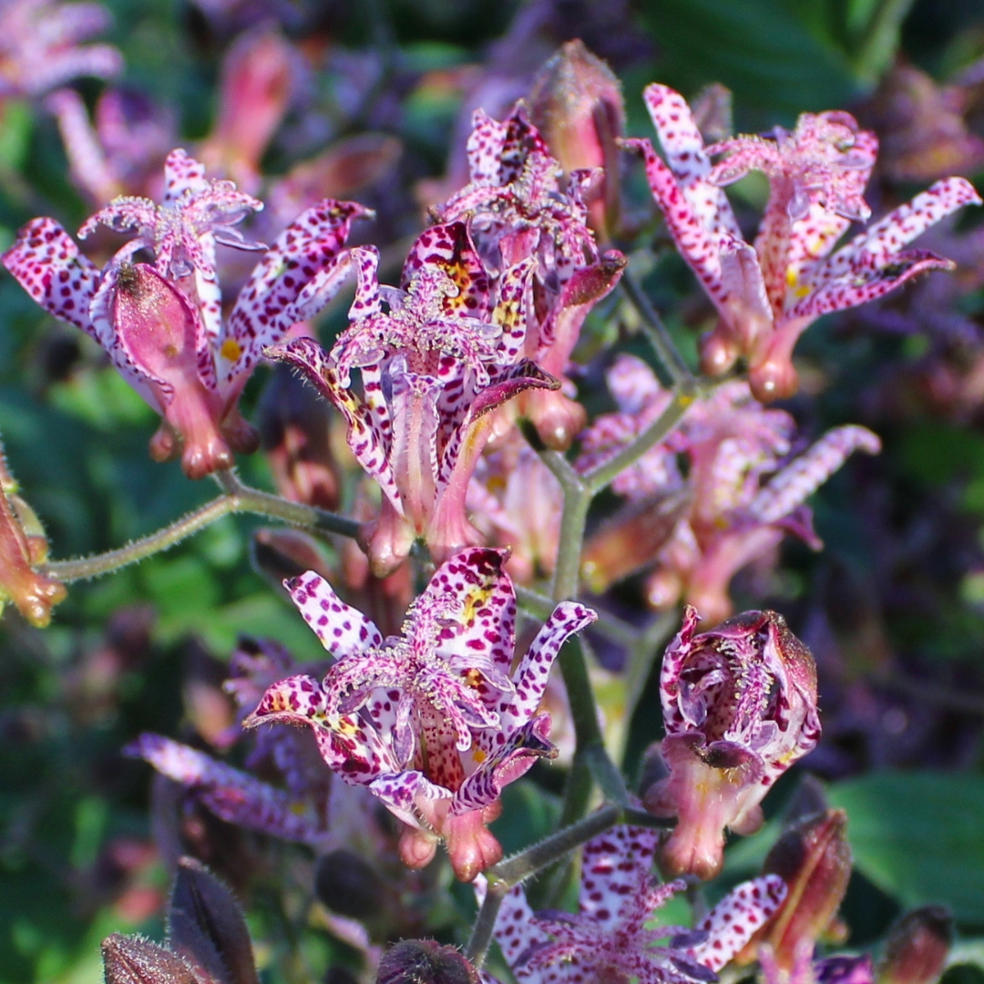 Sinonome Toad Lily flower cluster