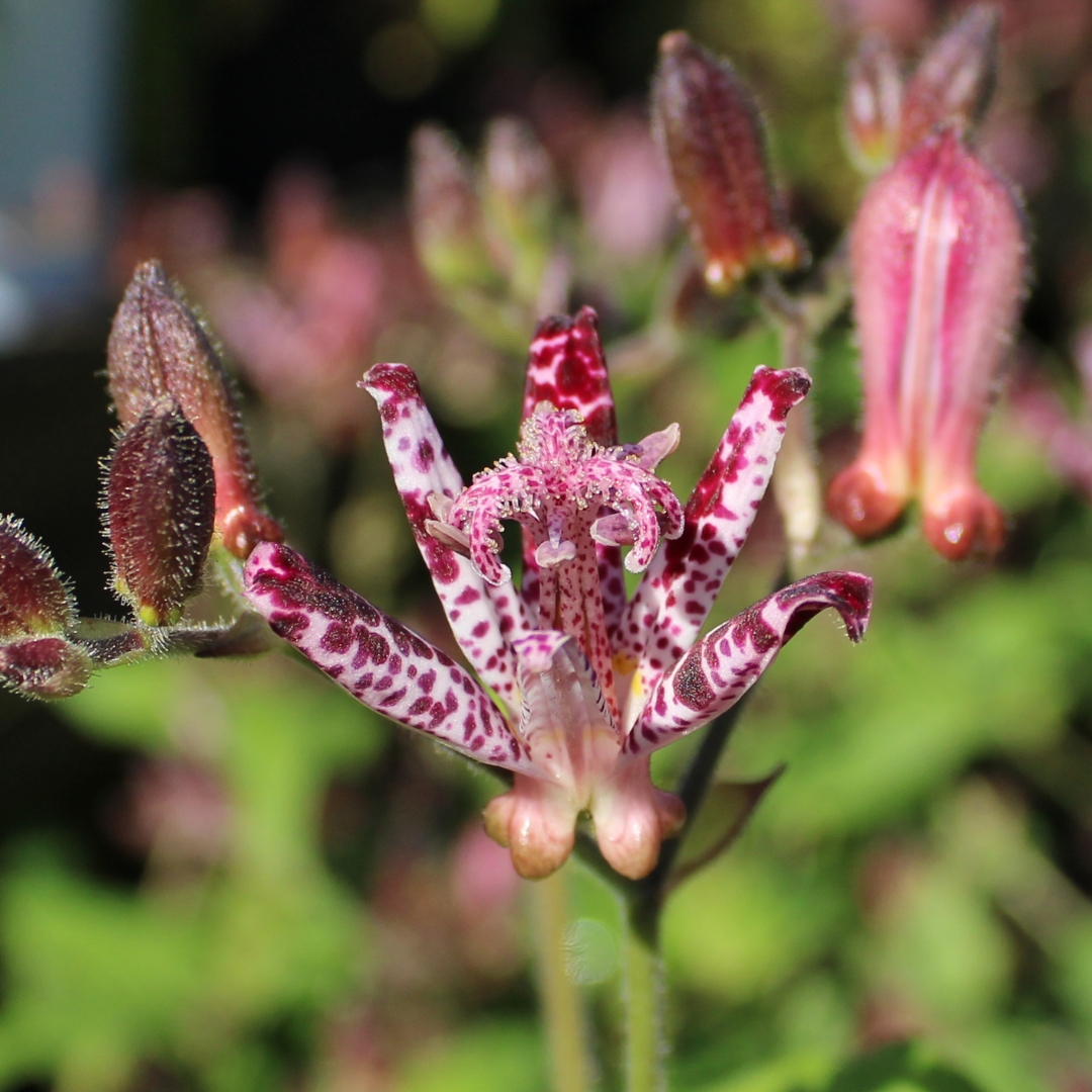 Sinonome Toad Lily up close flower