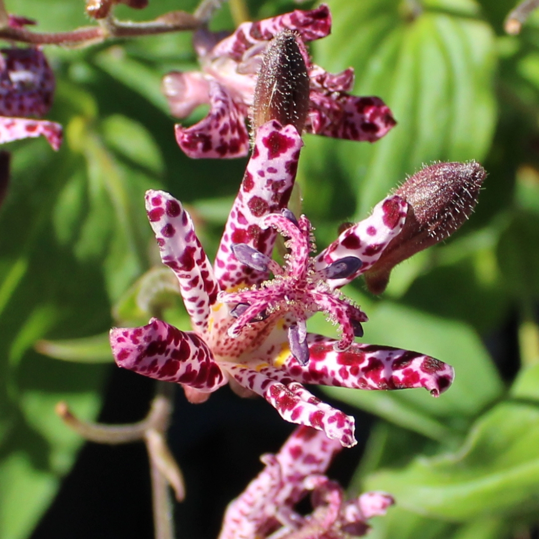 Sinonome Toad Lily patterned flowers