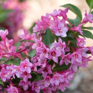 Sonic Bloom Pink Weigela
