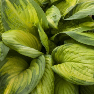 Stained Glass Hosta