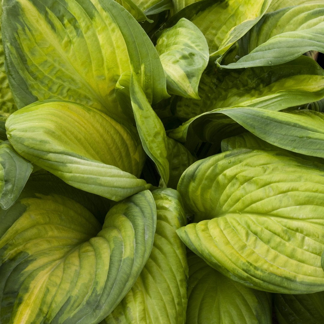 Stained Glass Hosta foliage up close