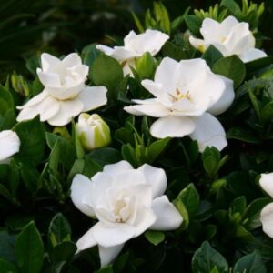 Steady As She Goes Gardenia