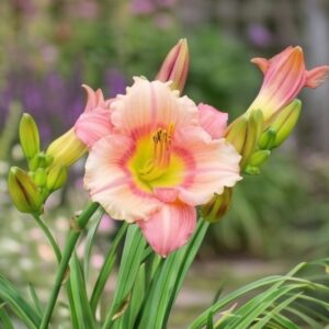 Stephanie Returns Daylily