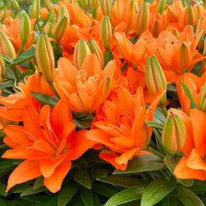 Tiny Double Dutch Asiatic Lily