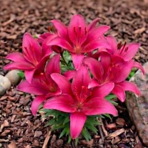 Tiny Ghost Asiatic Lily